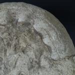 GEOLOGIE - Importante ammonite. Dim. 36 x 35 cm