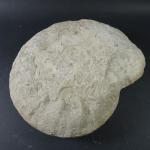 GEOLOGIE - Importante ammonite. Dim. 36 x 35 cm