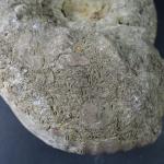 GEOLOGIE - Importante ammonite. Dim. 28 x 26 cm