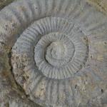 GEOLOGIE - Importante ammonite. Dim. 32 x 35 cm