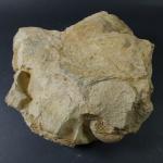 GEOLOGIE - Importante ammonite. Dim. 32 x 35 cm