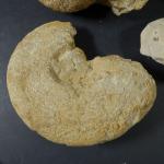 GEOLOGIE - Ensemble de cinq ammonites et fossiles. Lot judiciaire,...