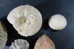 GEOLOGIE - Ensemble de douze ammonites et fossiles divers.