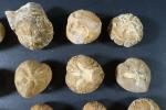 ARCHEOLOGIE / PREHISTOIRE - Ensemble de 20 fossiles d'oursins du...