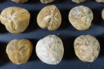 ARCHEOLOGIE / PREHISTOIRE - Ensemble de 20 fossiles d'oursins du...