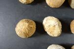 ARCHEOLOGIE / PREHISTOIRE - Ensemble de 10 fossiles d'oursins du...