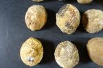 ARCHEOLOGIE / PREHISTOIRE - Ensemble de 17 fossiles d'oursins du...