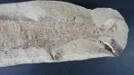 ARCHEOLOGIE / PREHISTOIRE - Important poisson fossile. Long. 60 cm....