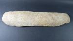 ARCHEOLOGIE / PREHISTOIRE - Important poisson fossile. Long. 60 cm....