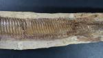ARCHEOLOGIE / PREHISTOIRE - Important poisson fossile. Long. 57 cm....