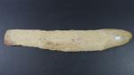 ARCHEOLOGIE / PREHISTOIRE - Important poisson fossile. Long. 57 cm....