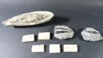 ARCHEOLOGIE / PREHISTOIRE - Ensemble de 8 poissons fossiles dont...