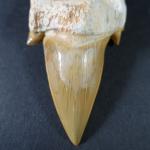 ARCHEOLOGIE / PREHISTOIRE - Grande dent de requin Otodus Oblicus...
