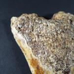 ARCHEOLOGIE / PREHISTOIRE - Dent de mégalodon carcharon (gisement sous-marin...