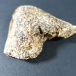ARCHEOLOGIE / PREHISTOIRE - Dent de mégalodon carcharon (gisement sous-marin...