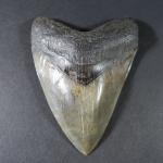 ARCHEOLOGIE / PREHISTOIRE - Grande dent de mégalodon "Pongo River"...