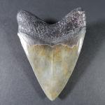 ARCHEOLOGIE / PREHISTOIRE - Grande dent de mégalodon "Pongo River"...