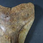 ARCHEOLOGIE / PREHISTOIRE - Grande dent de mégalodon (Espagne), belle...