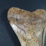 ARCHEOLOGIE / PREHISTOIRE - Grande dent de mégalodon (Espagne), belle...