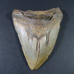ARCHEOLOGIE / PREHISTOIRE - Grande dent de procarcharodon mégalodon (Espagne),...