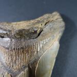 ARCHEOLOGIE / PREHISTOIRE - Grande dent de procarcharodon mégalodon (Espagne),...