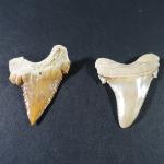 ARCHEOLOGIE / PREHISTOIRE - Deux dents de procarcharodon Angustidens fossiles...