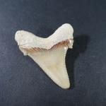 ARCHEOLOGIE / PREHISTOIRE - Deux dents de procarcharodon Angustidens fossiles...