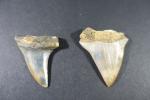ARCHEOLOGIE / PREHISTOIRE - Deux dents d'Isurus Hastalis fossiles (U.S.A)....