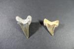 ARCHEOLOGIE / PREHISTOIRE - Deux dents de requin fossiles. H....