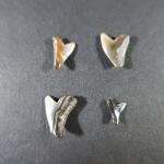 ARCHEOLOGIE / PREHISTOIRE - Quatre dents de Galeocerdo Aduncus (requin...