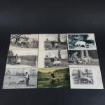 THEMATIQUES - RECHERCHES DE TRUFFES :
Lot de 9 cartes postales...