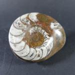 PREHISTOIRE - Ammonite Cleioniceras sp du crétacé fossile, loges bien...