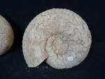 2 ammonites fossilisées (Diam. : 23 et 26cm).