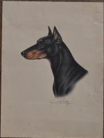 Maurice BRAILLY (XXème)
Tête de chien, 1955.
Dessin signé et daté en...
