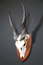 Elan du Cap (CH) : Massacre sur écusson, Taurotragus oryx....