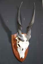 Elan du Cap (CH) : Massacre sur écusson, Taurotragus oryx....
