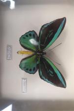 ENTOMOLOGIE - 3 boites contenant des Papillons dont un Ornithoptera...
