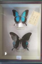 ENTOMOLOGIE - 3 boites contenant des Papillons dont un Ornithoptera...