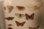 ENTOMOLOGIE - une BOÎTE contenant des papillons et guêpes. 39...