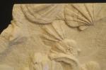 Gigantopecten sp, bel ensemble de ces "coquilles saint Jacques fossiles"...