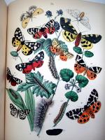 DEPUISET (Louis Marie Alphonse). Les Papillons, organisation, moeurs, chasse, collections,...