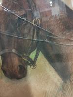 Willy SLUITER (1873-1949) - Portrait de cheval (« Demaridio ? ») -...