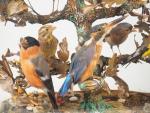 Groupe d'oiseaux naturalisés sous globe d'époque Napoléon III.
Dim.