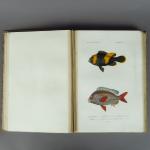 D'ORBIGNY (Charles). Dictionnaire universel d'Histoire Naturelle. Deuxième édition revue et...