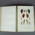 D'ORBIGNY (Charles). Dictionnaire universel d'Histoire Naturelle. Deuxième édition revue et...