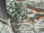 P. DUBOIS. 'Forgeron'. Sculpture en bronze à patine médaille.
Fonte S....